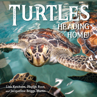Turtles Heading Home! (Hardcover, 2025)