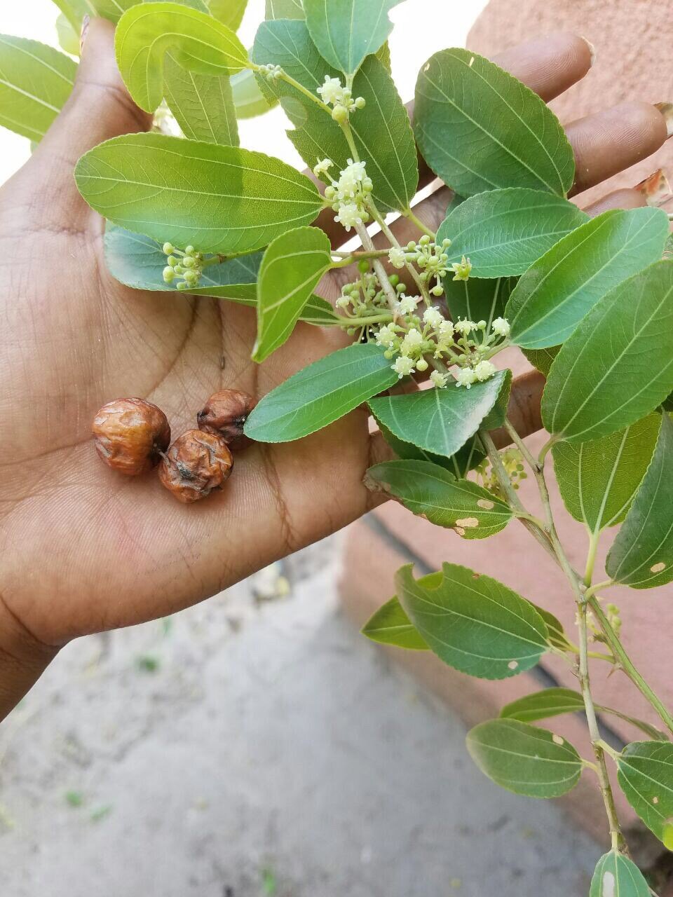 Qasil Powder