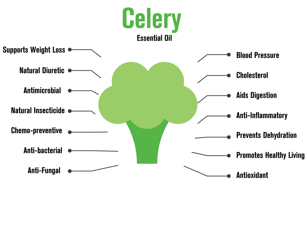 100517 Celery essential oil infographic