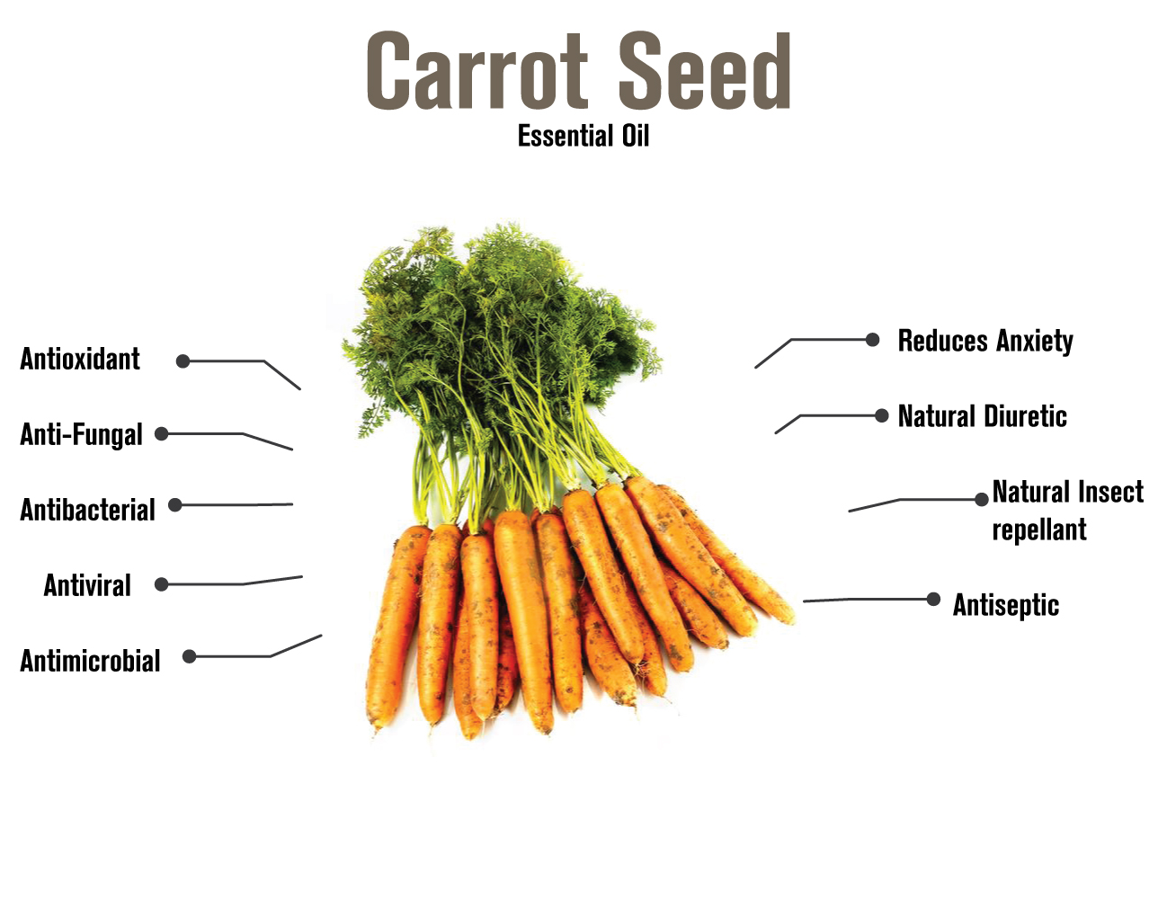 100517 carrot essential oil infographic