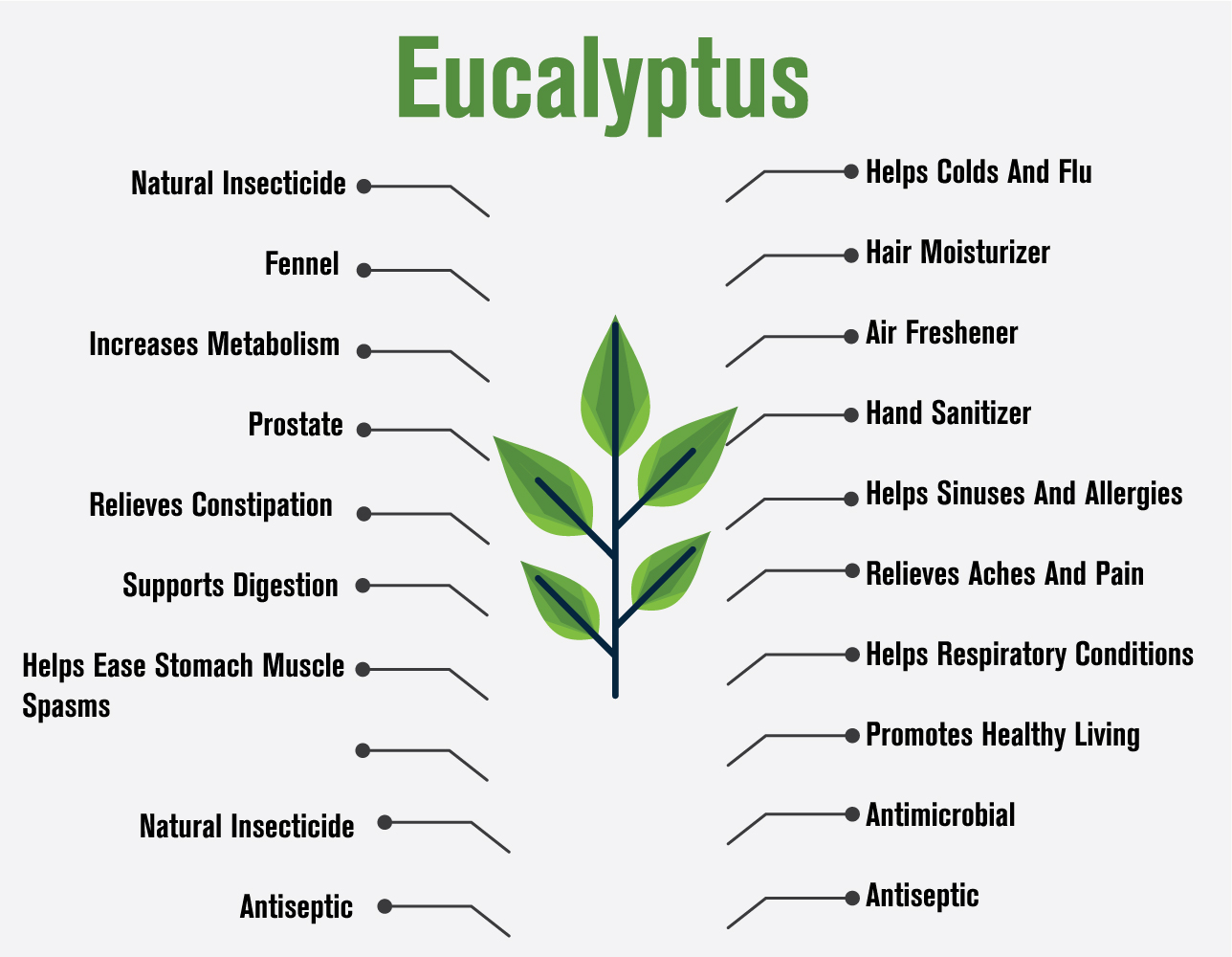 100917 Eucalyptis essential oil infographic
