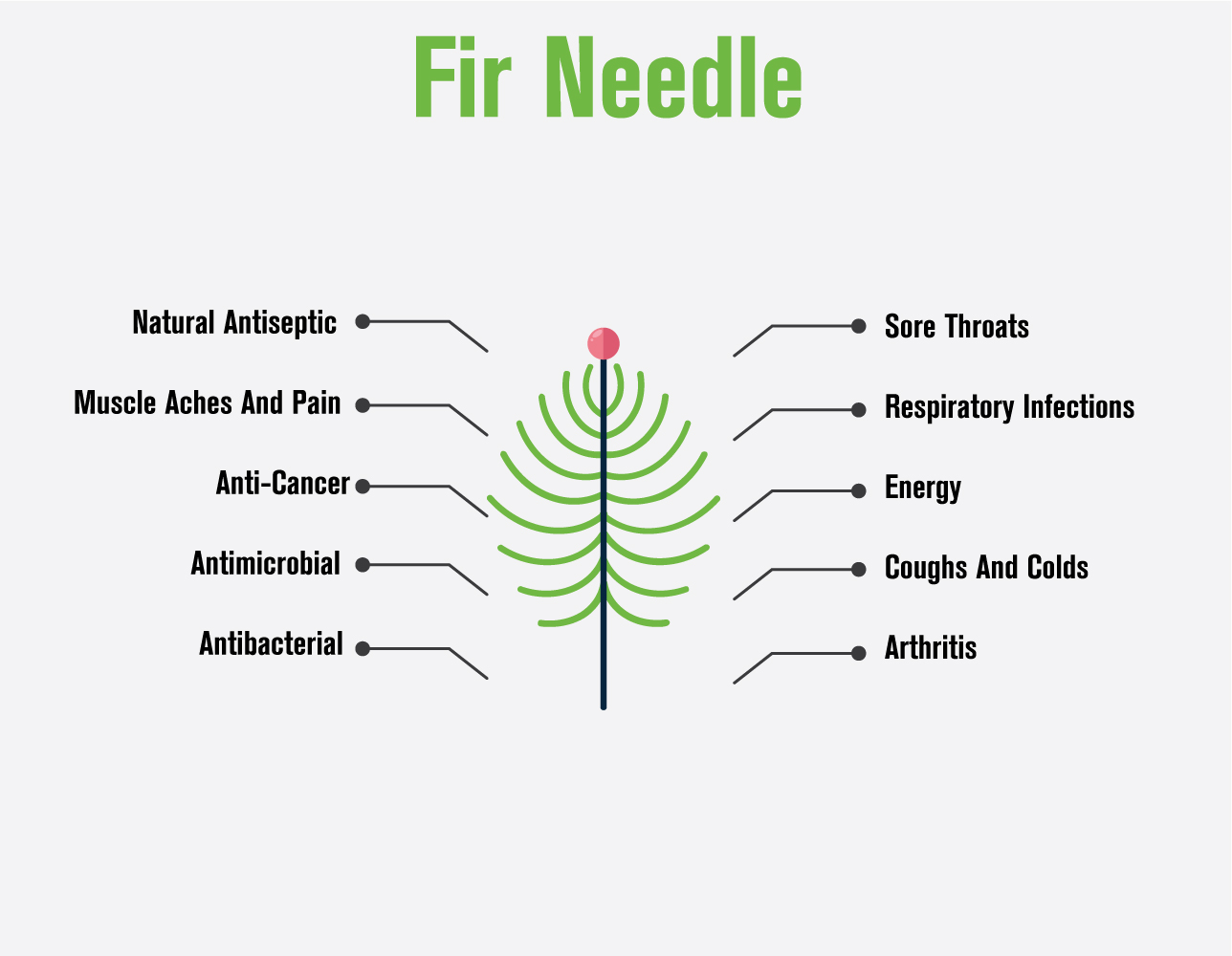 100917 Fir Needle essential oil infographic