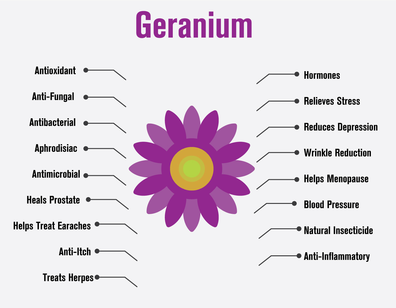 100917 Geranium essential oil infographic