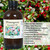 Wintergreen Essential Oil - 4 oz.