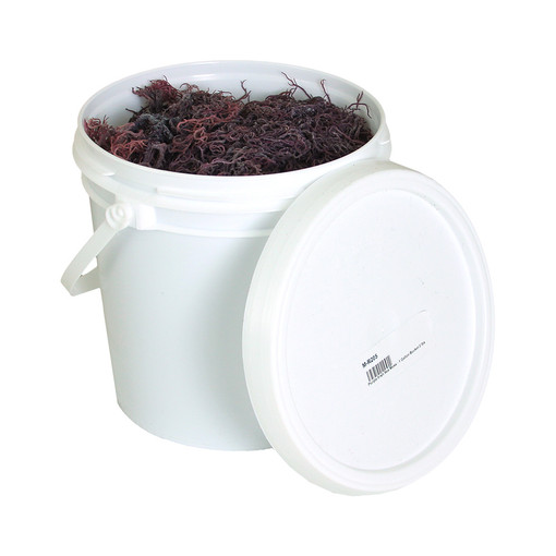 Buy Purple Irish Sea Moss - 1 Gallon Bucket 2 lbs
