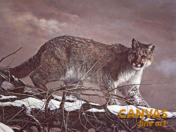 Charles Frace 'Cougar' 9x12 Art Print O/E