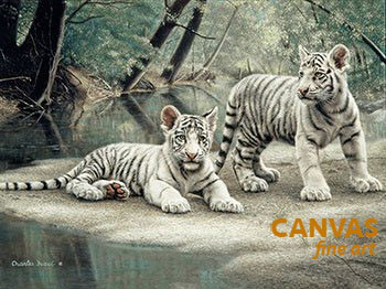 Charles Frace 'White Tiger Cubs' Canvas Art 9x12 O/E