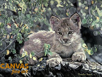 Charles Frace 'Hideaway' Lynx Cub Canvas Art 9x12 O/E