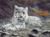 Charles Frace 'Baby Snow Leopard' 9x12 Art Print O/E