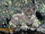 Charles Frace 'Hideaway' Lynx Cub 9x12 Art Print O/E