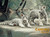 Charles Frace 'White Tiger Cubs' 9x12 Art Print O/E