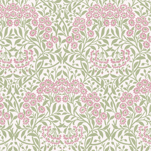 Michaelmas Daisy Pink Cedar 145688