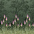Upper Brook St Night Garden 0251UBNIGHT