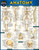 BarCharts QuickStudy Laminated Study Guide, Anatomy