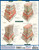 BarCharts QuickStudy Laminated Study Guide, Anatomy of the Digestive System