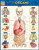 BarCharts QuickStudy Laminated Study Guide, Anatomy of the Organs