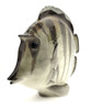 The lovely, striped discus, aka pompadour, fish as created in the Lomonosov Porcelain Factory in St. Petersburg. 8½" x 3" x 7¼". Hand painted, Lomonosov backstamp. Brand new condition.The symphysodon is a genus of cichlids native to the Amazon river basin in Brazil. Due to their distinctive shape, calm behavior, and dedicated parenting techniques, discus are popular as freshwater aquarium fish. It has attracted a large hobbyist following and has created a multimillion dollar international industry complete with shows, competitions, and reputable online breeders. The lovely, striped discus, aka pompadour, fish as created in the Lomonosov Porcelain Factory in St. Petersburg. 8½" x 3" x 7¼". Hand painted, Lomonosov backstamp. Brand new condition.The symphysodon is a genus of cichlids native to the Amazon river basin in Brazil. Due to their distinctive shape, calm behavior, and dedicated parenting techniques, discus are popular as freshwater aquarium fish. It has attracted a large hobbyist following and has created a multimillion dollar international industry complete with shows, competitions, and reputable online breeders.