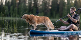 En enkel guide om ledhälsa för hundar