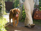 Resa med hund: 10 tips för en stressfri semester