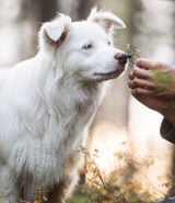 Ångest hos hund och katt – orsaker, symtom och hur du kan hjälpa ditt husdjur