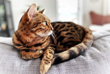 Analsäcksinflammation hos katt
