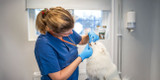 Hälsar din hund med dålig andedräkt?