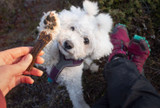 Välj naturliga tuggben till din hund