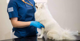 Veterinärgodkänd tandvård för hundar