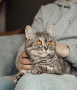 En enkel guide om ledhälsa för katter