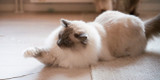 Så hjälper du din katt med hårbollar