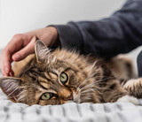 Vad kostar det att ta bort tandsten på katt?
