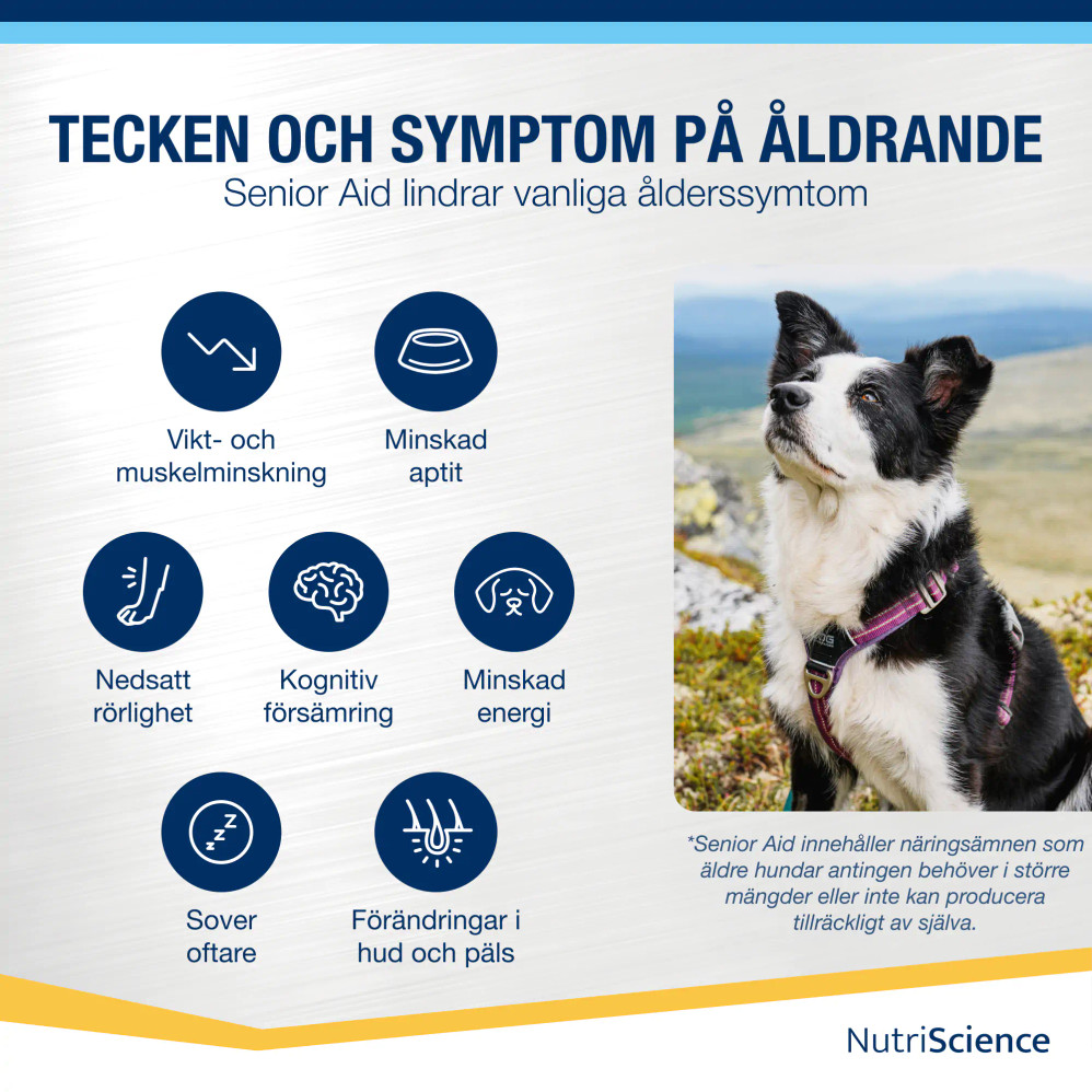 Senior Aid, Hund