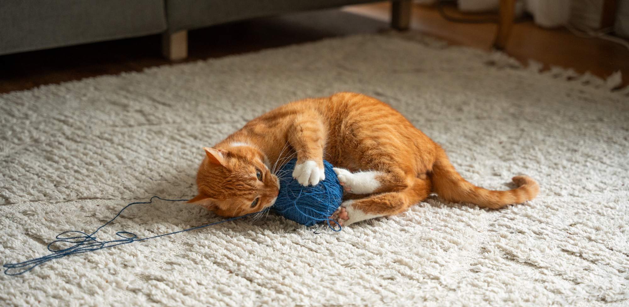 Orange katt som ligger på matta och leker med ett blått garnnystan.