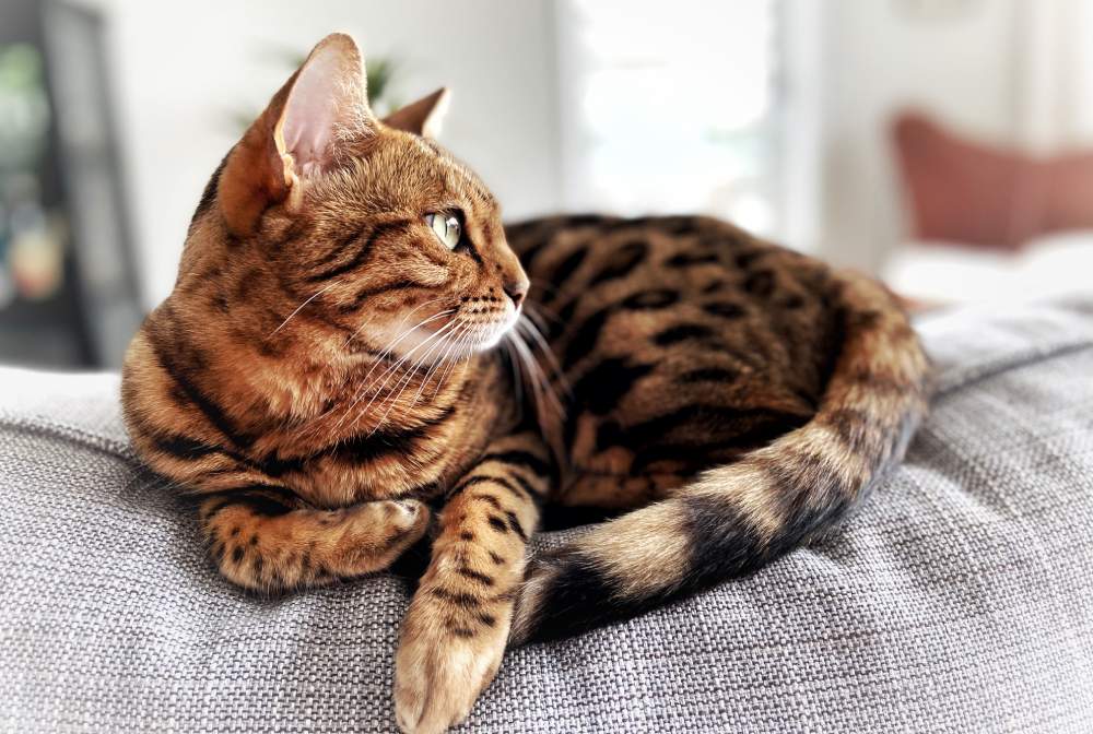 Brunmelerad bengalkatt ligger avslappnad på en soffa och tittar åt sidan