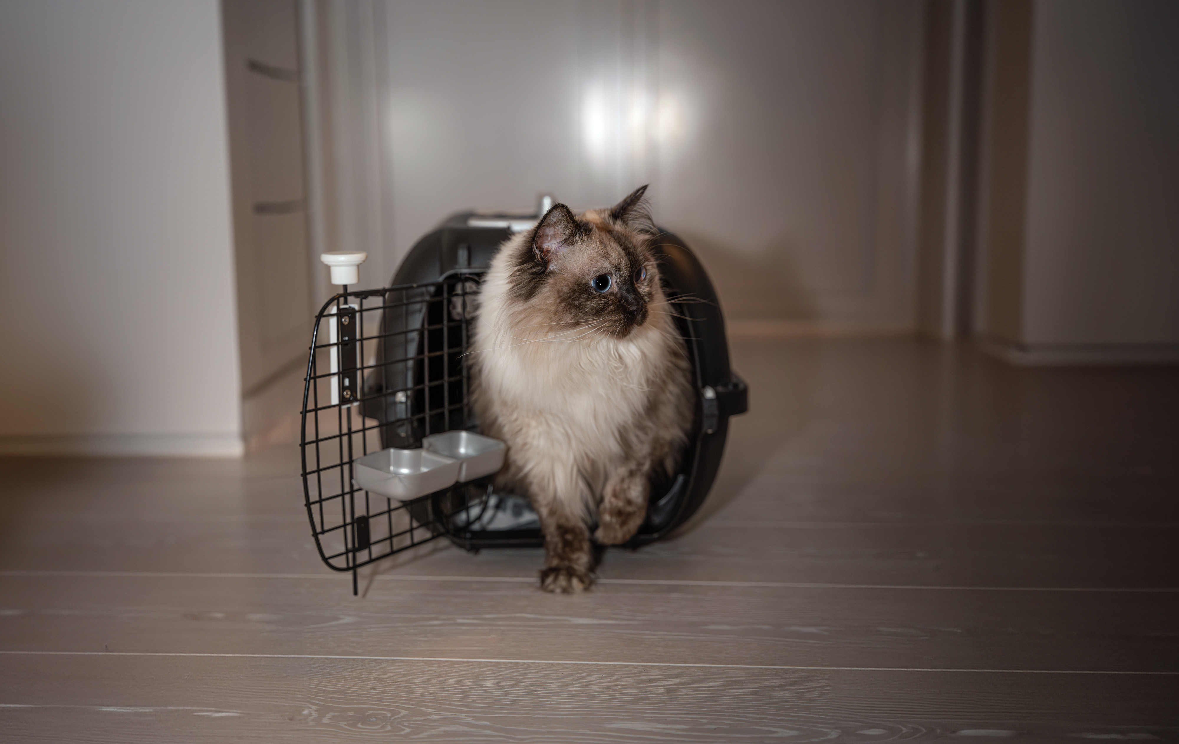 Katt kliver ur en transportbur