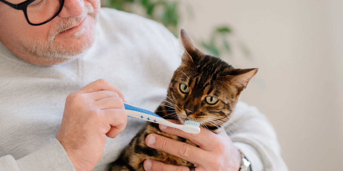 Man borstar tänderna på en katt med en tandborste