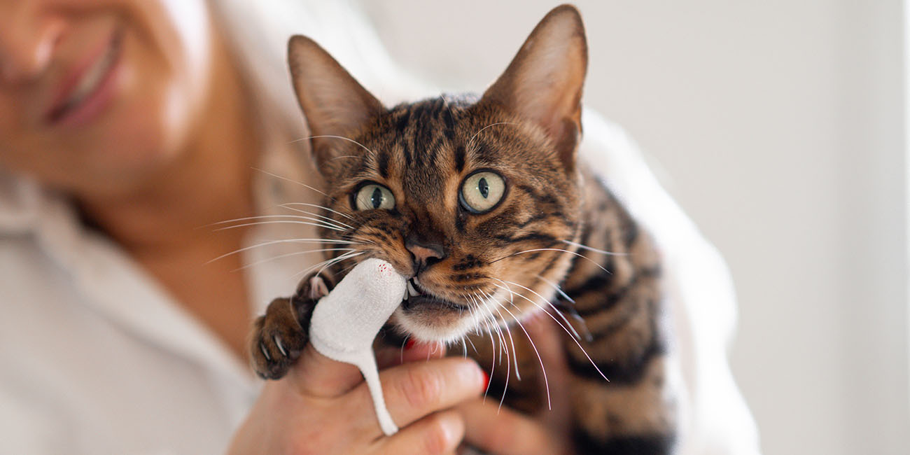 Kvinna borstar tänderna på en katt med en fingertuta
