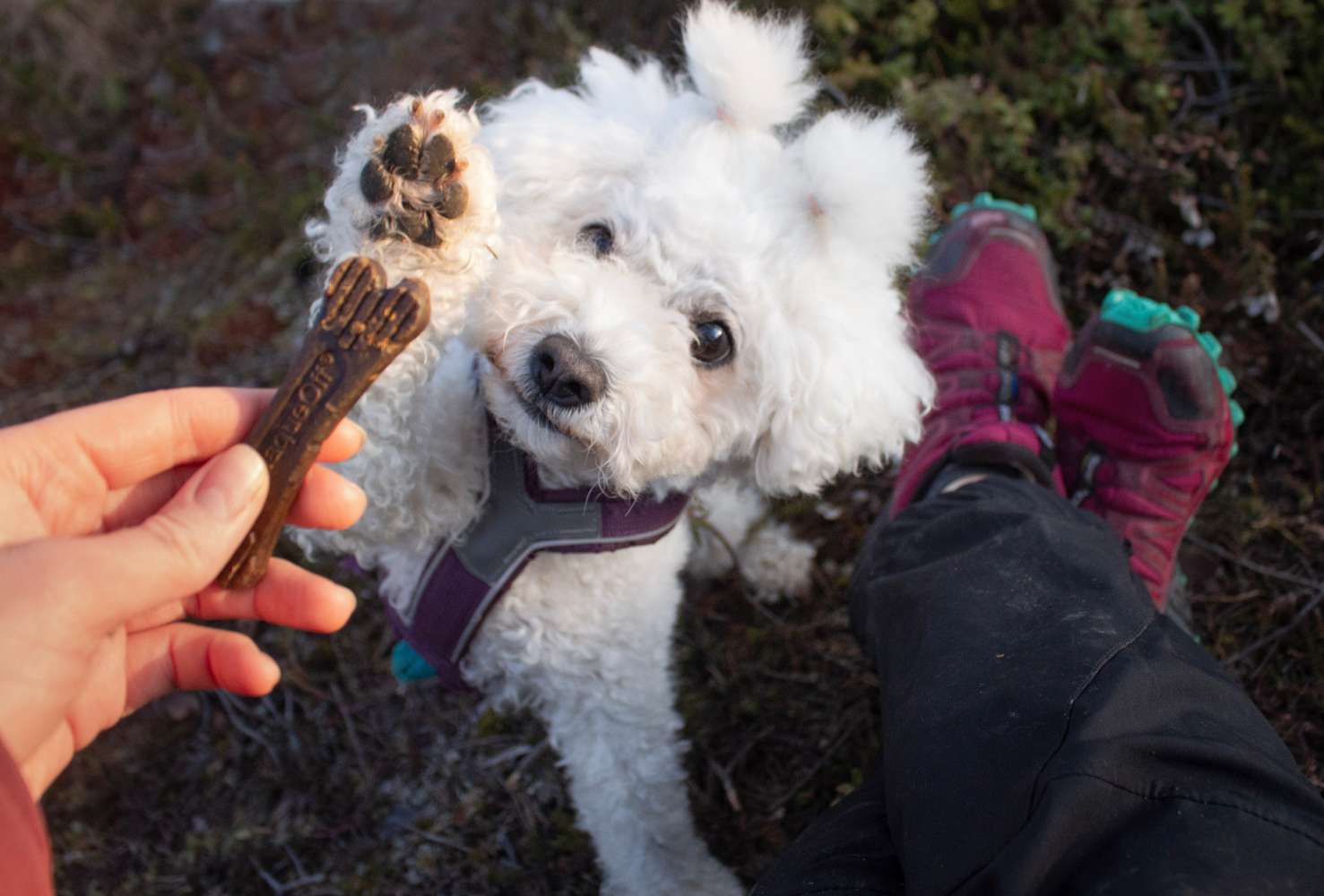 Vit bichon frisé sträcker sig för att ta ett dentaltugg från en människohand