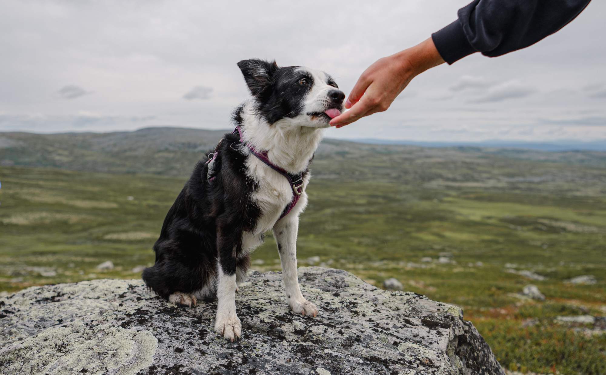 Ett friskare liv börjar inifrån