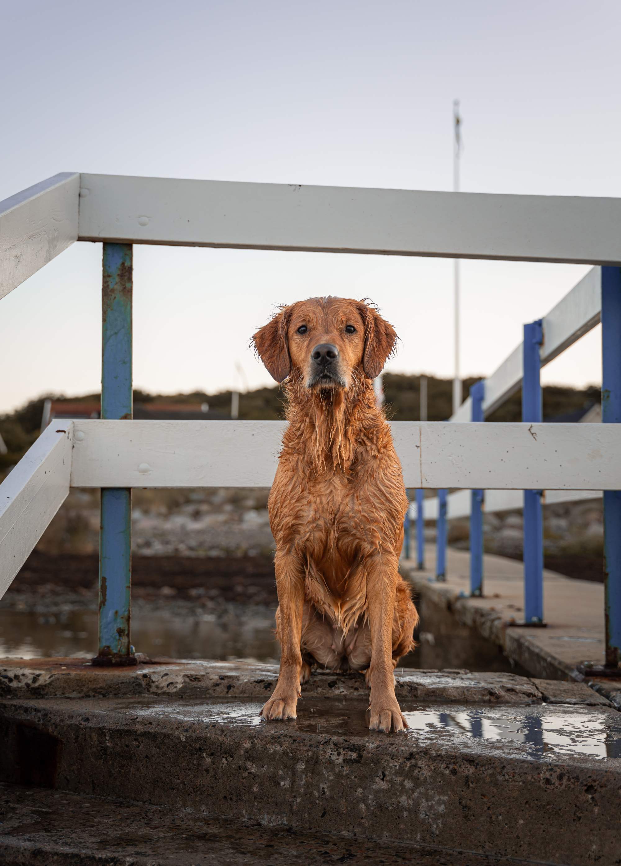 Blöt golden retriever sitter på en brygga utomhus en lugn kväll.