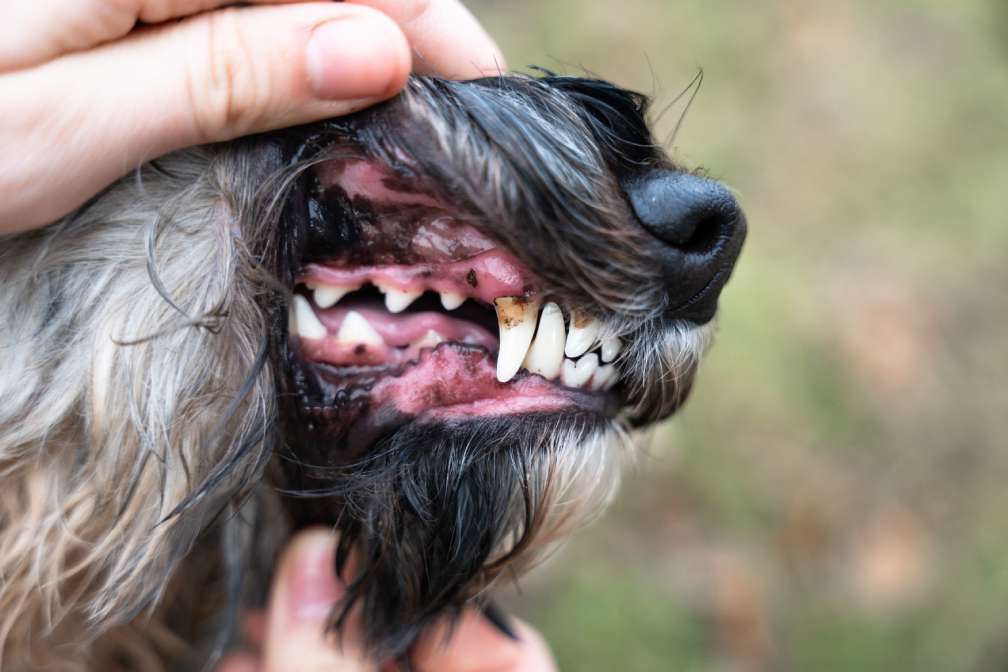 Närbild på en hunds mun som visar tydlig brun tandsten på hörntanden i överkäken.