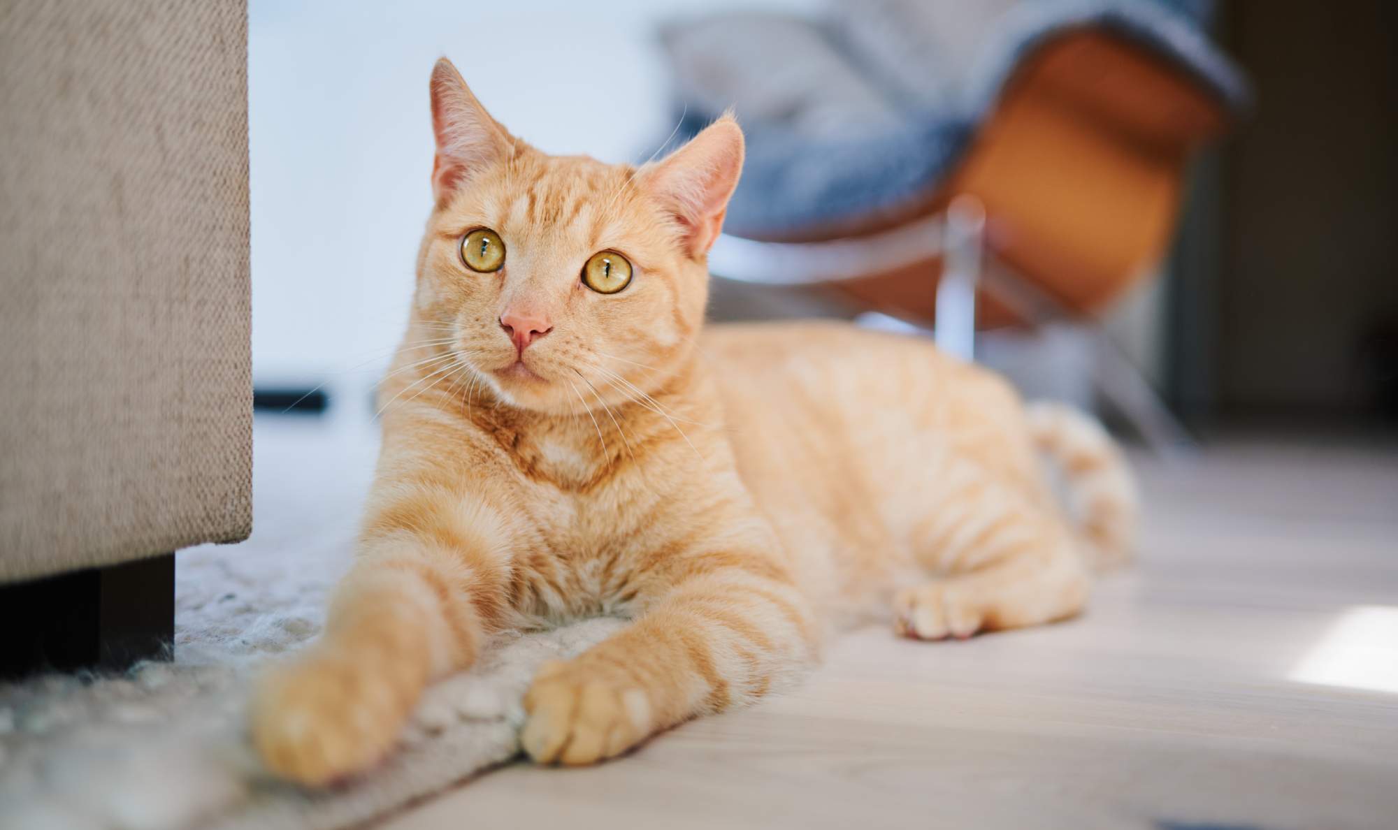 Leende person i vit skjorta och jeans som leker med en orange katt och ett blått garnnystan på en ljus matta.
