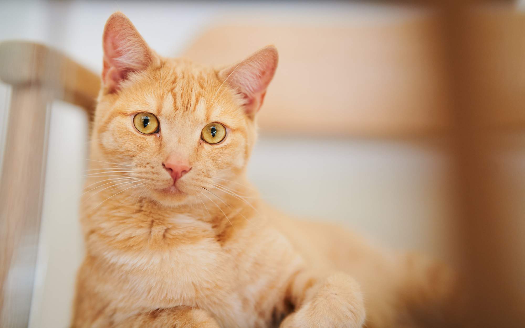 Orange katt som ligger på matta och leker med ett blått garnnystan.
