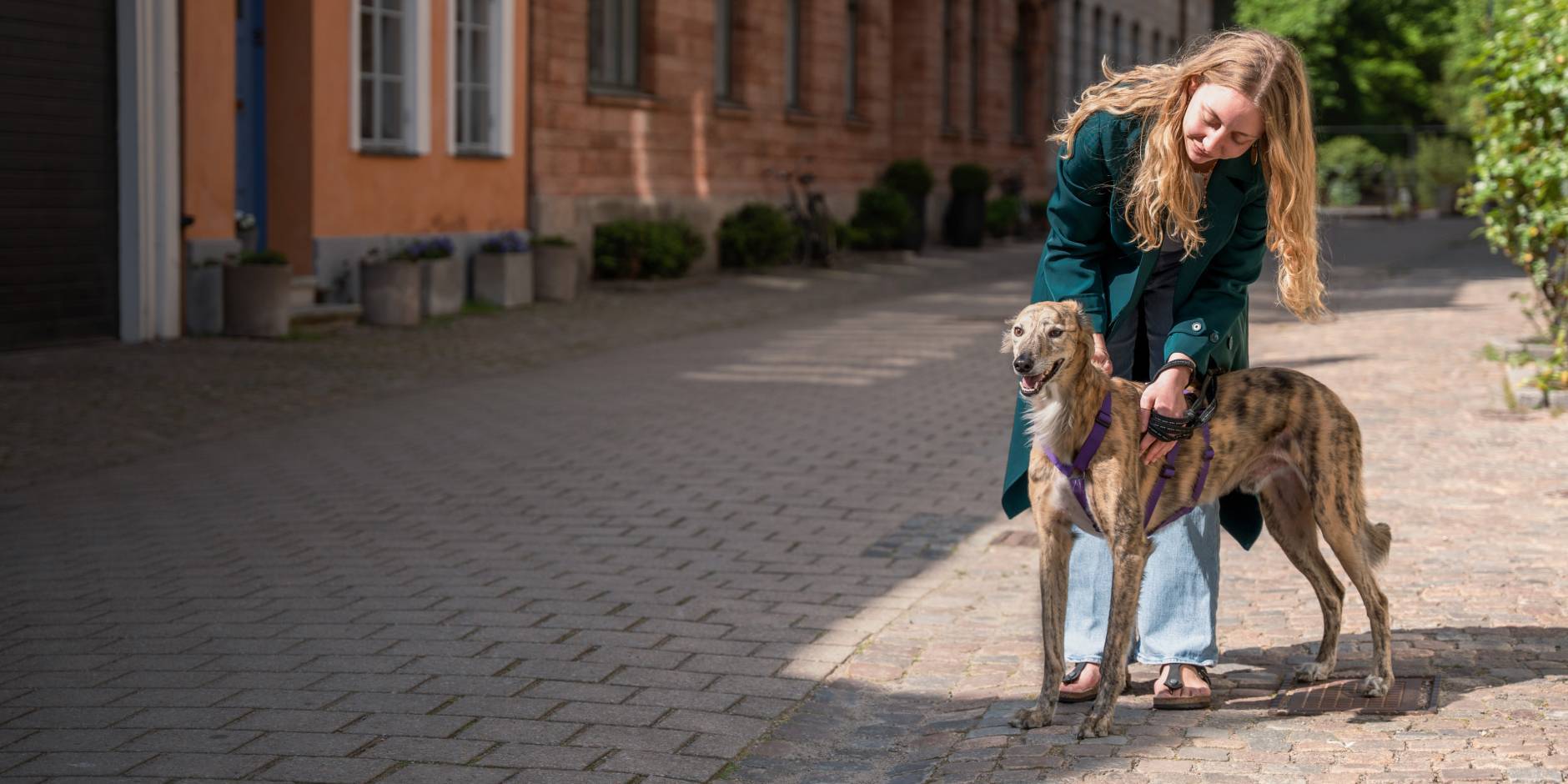 Kvinna står med en vinthund i sele framför sig, utomhus på en kullerstensgata.