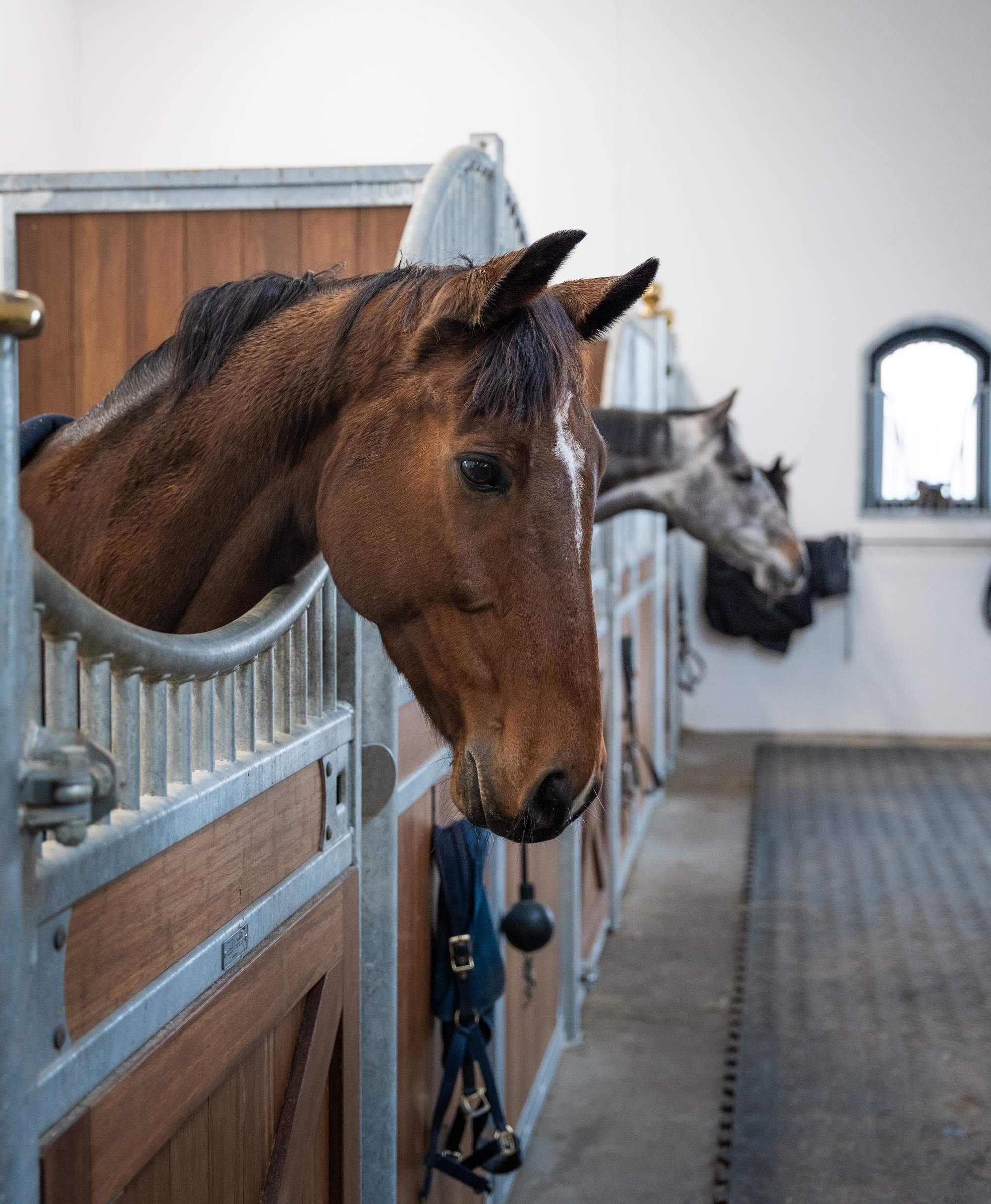 Brun häst som tittar ut över boxkanten i ett ljust stall, med en annan häst synlig i bakgrunden.