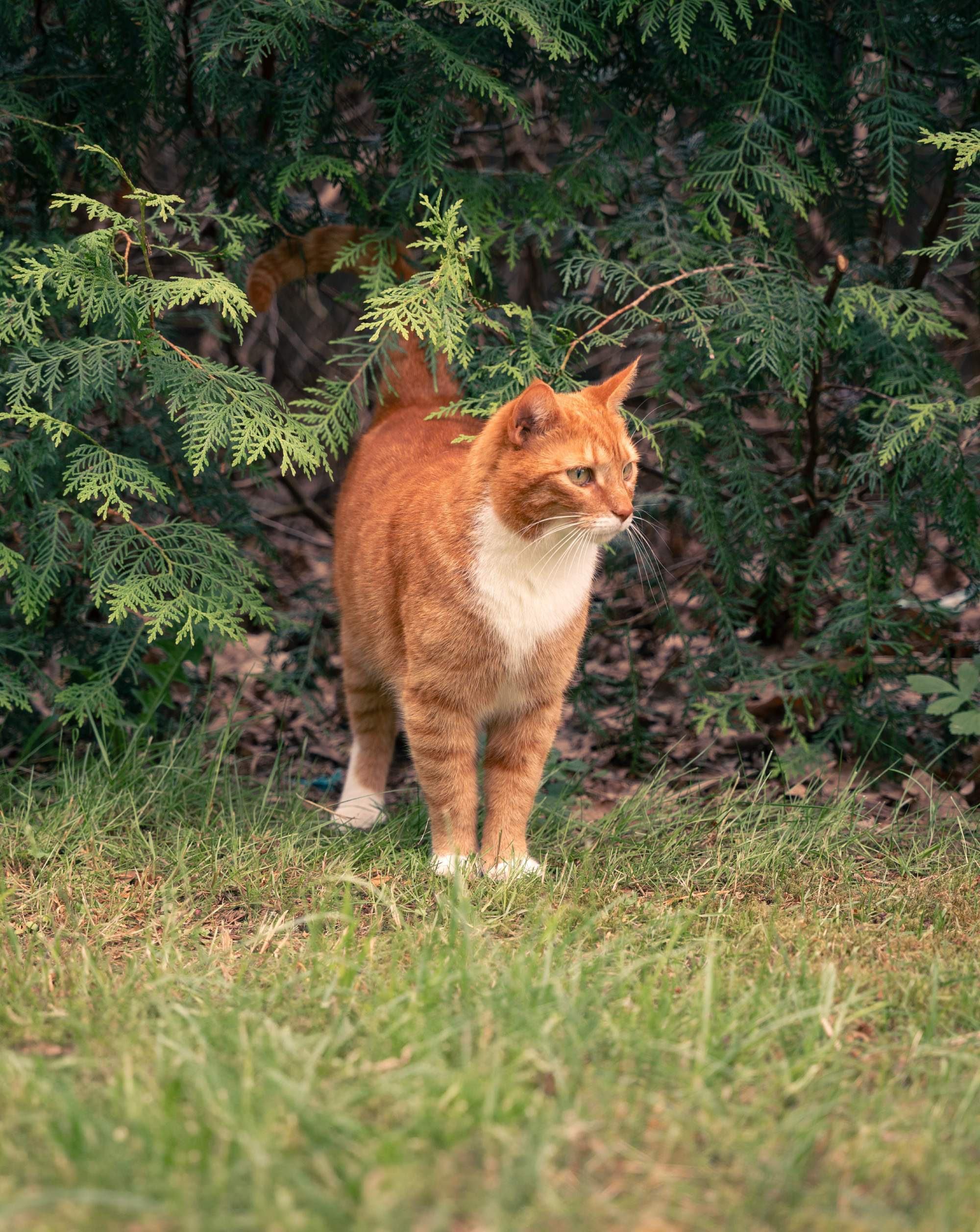 Rödvit katt står i gräset framför gröna buskar utomhus.