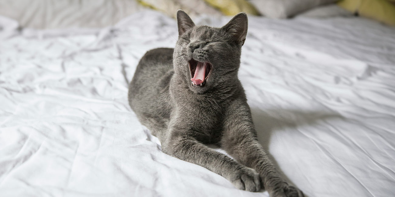 Grå, gäspande katt på en säng