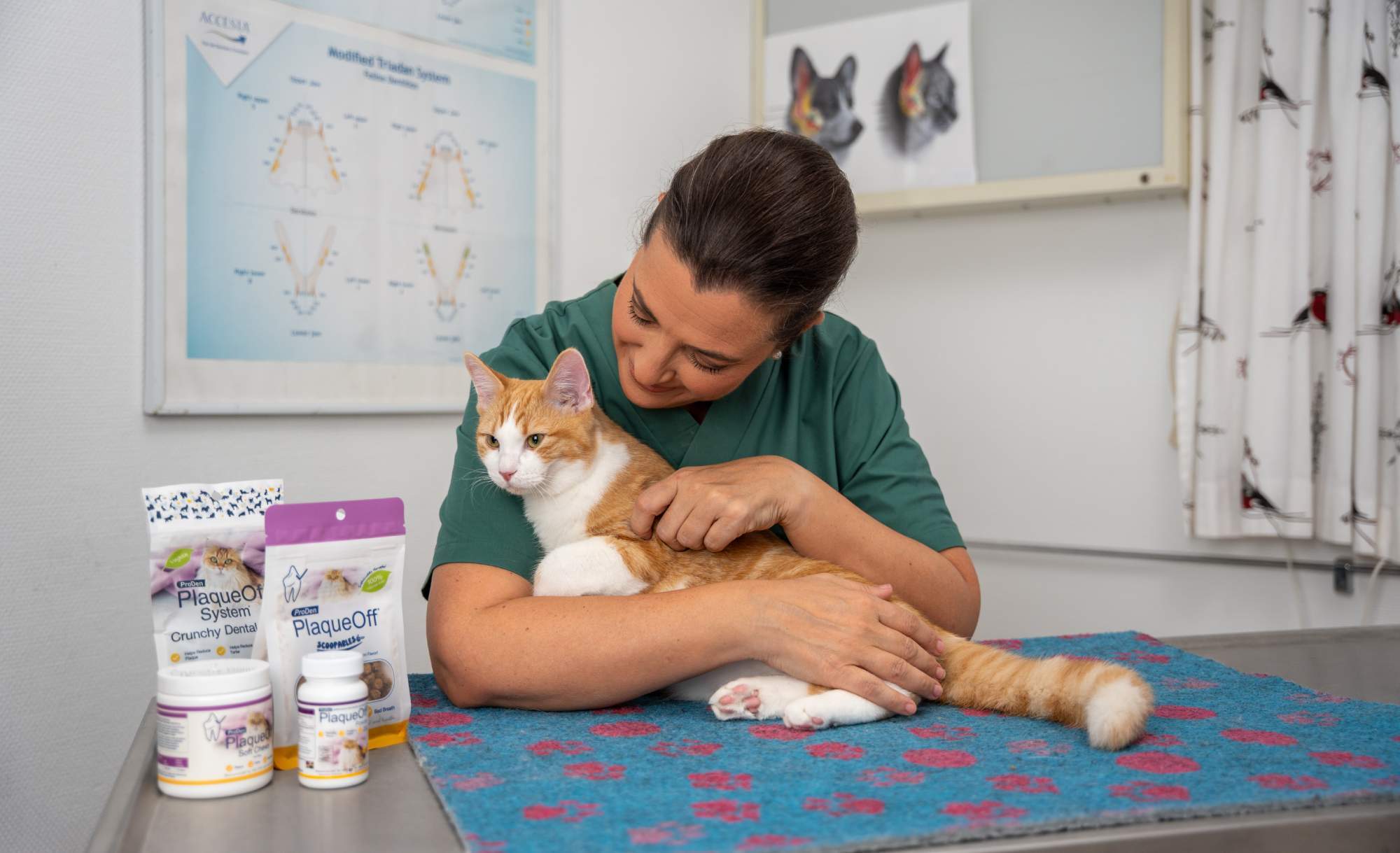 Veterinär undersöker katt med ProDen PlaqueOff® tandvårdsprodukter på klinik