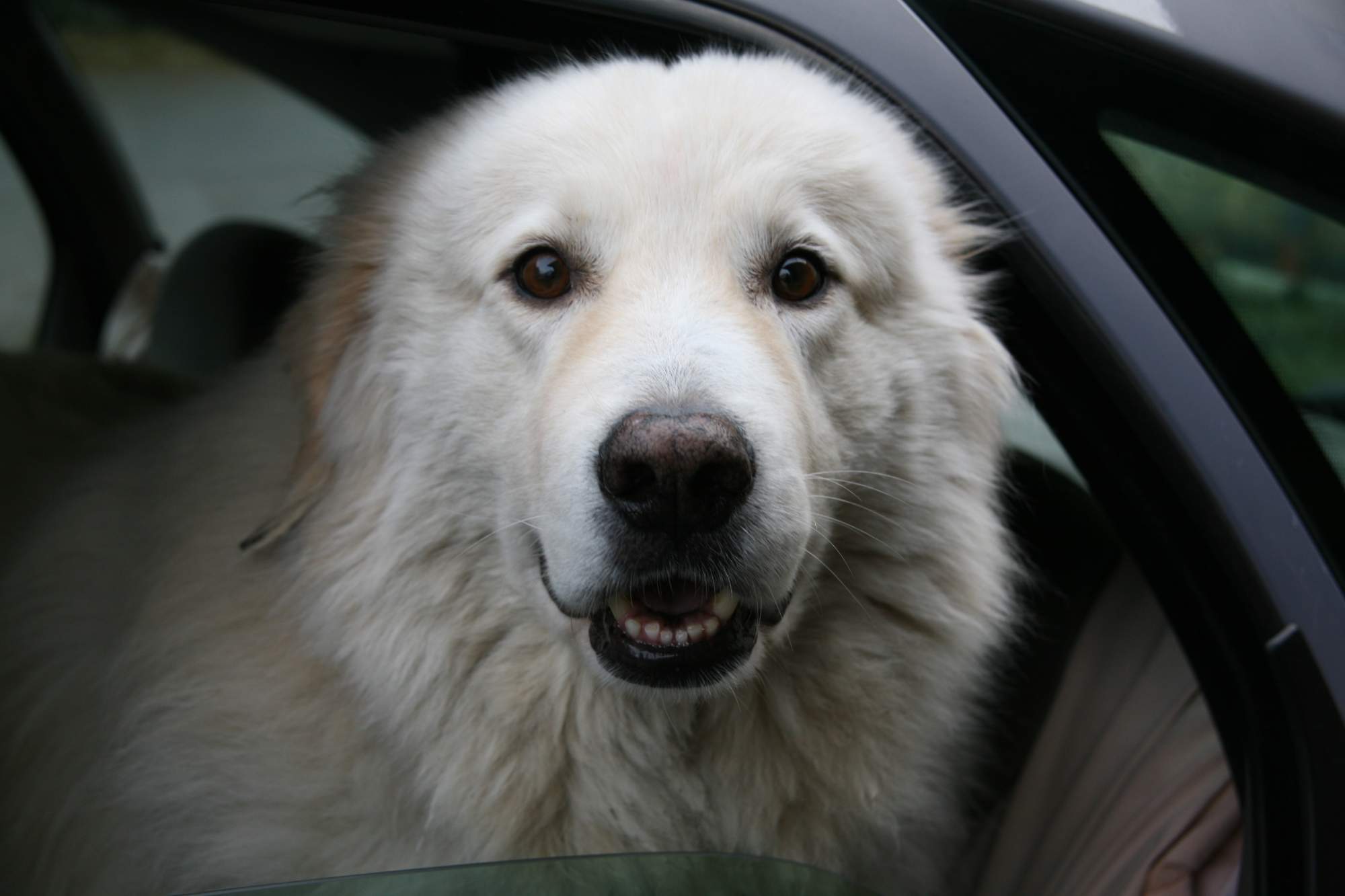 Stor vit hund tittar ut genom bilfönstret