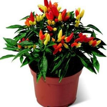 Red Chili in pot buy fresh fruit and vegetables online Malta